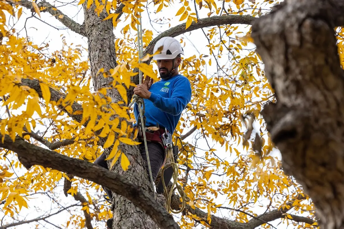 Skilled Tree Planing crew working in Findlay