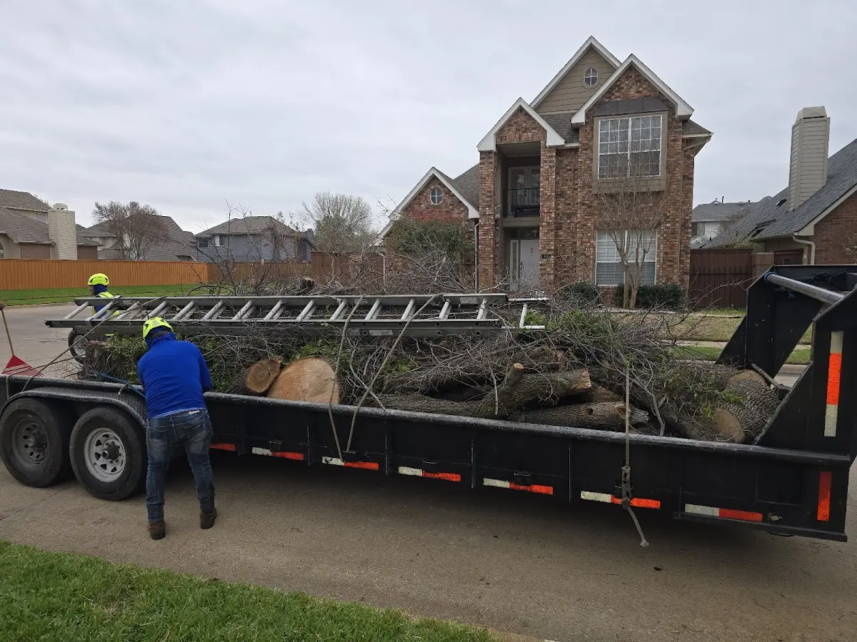 Expert Deadwooding with proper safety equipment in Findlay